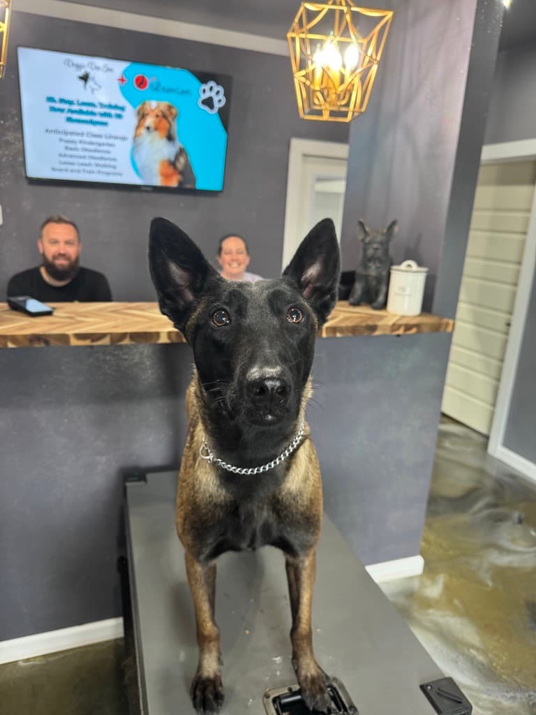 Lee and Julie Carter at the front desk of Doggie Den Inn, their North Carolina pet care facility