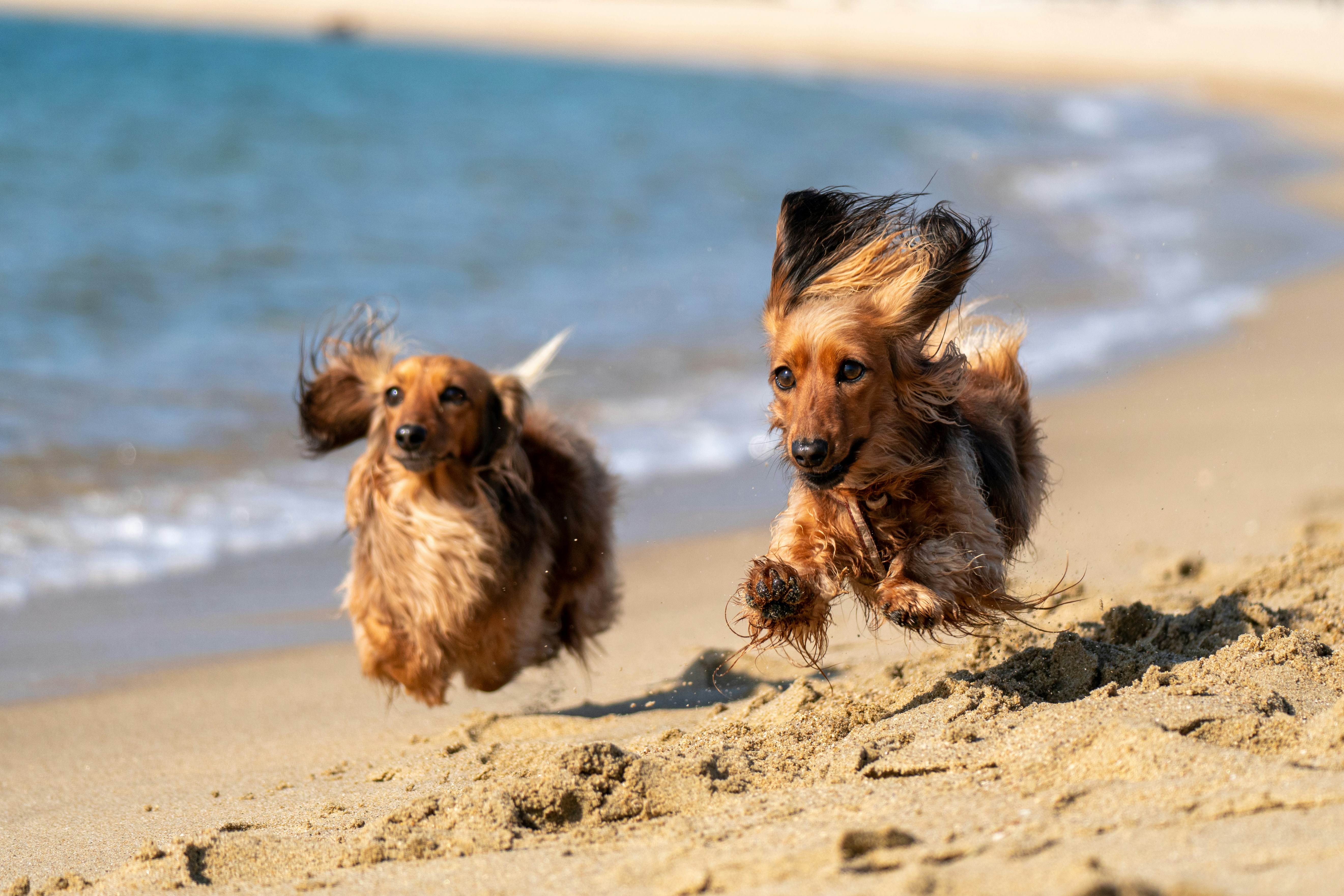 Two dachshunds running on a beach — fast pace, big horizon