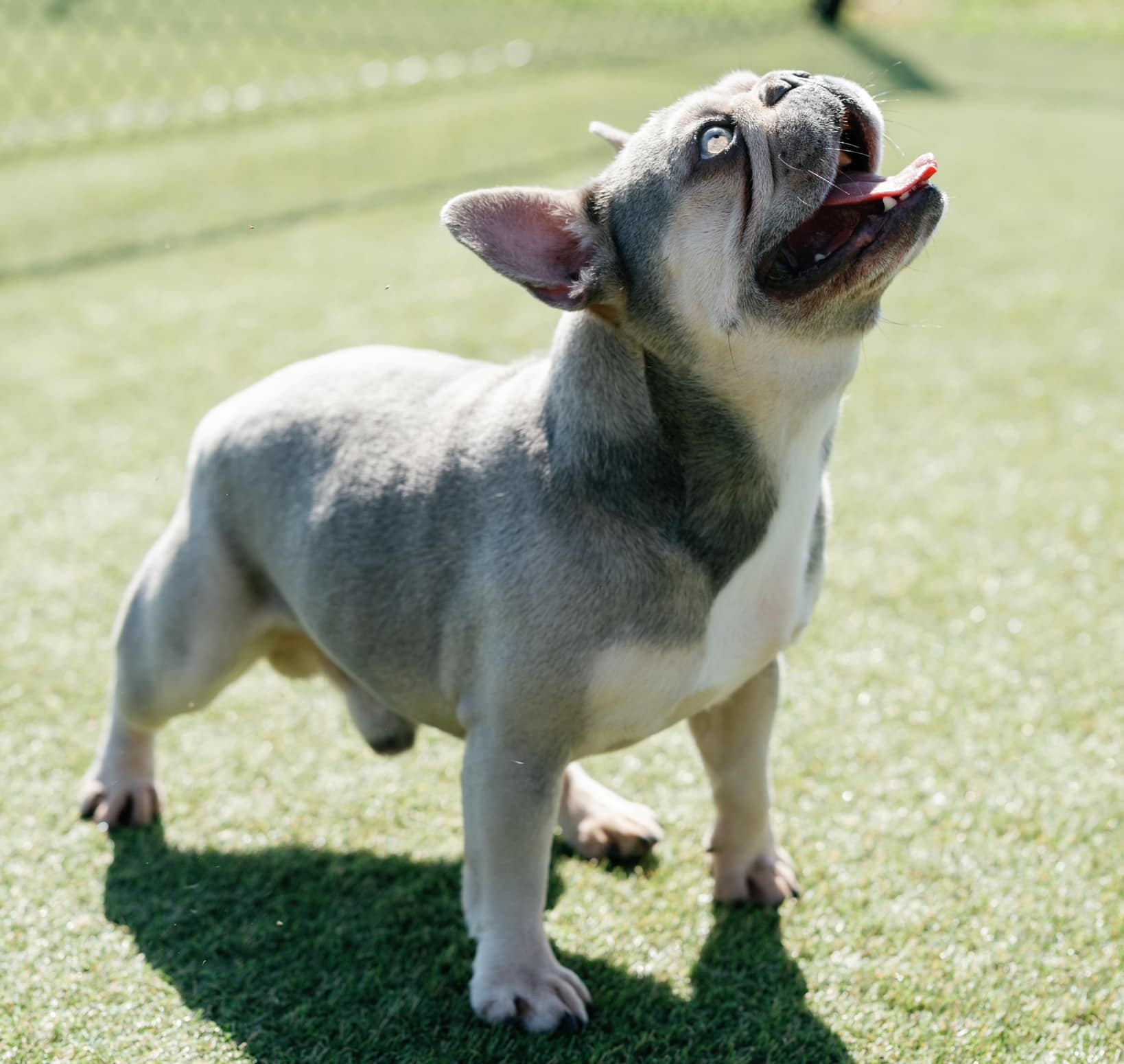 Groot, a French Bulldog, at Doggie Den Inn — the facility where Barklytic was built